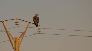 Aquila chrysaetos - Aigle royal - Golden eagle (ang) - Águila real (sp)