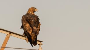 Aquila chrysaetos - Aigle royal - Golden eagle (ang) - Águila real (sp)