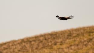 Aquila chrysaetos - Aigle royal - Golden eagle (ang) - Águila real (sp)