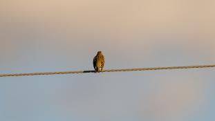 ND-Anthus trivialis - Pipit des arbres - Tree Pipit (ang) - Bisbita Arbóreo (sp)