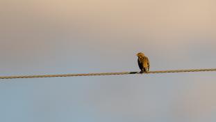 ND-Anthus trivialis - Pipit des arbres - Tree Pipit (ang) - Bisbita Arbóreo (sp)