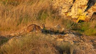 Lynx pardinus - Lynx ibérique - Iberian lynx  (ang) - Lince iberico (sp)