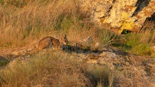 Lynx pardinus - Lynx ibérique - Iberian lynx  (ang) - Lince iberico (sp)