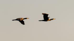 Phalacrocorax carbo - Grand Cormoran - Great Cormorant (ang) - Cormorán Grande (sp)