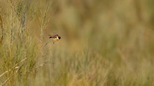 Saxicola rubicola - Tarier pâtre - European Stonechat (ang) - Tarabilla común (sp)