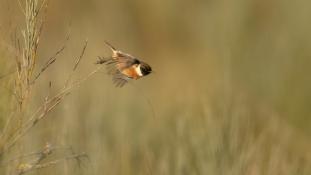 Saxicola rubicola - Tarier pâtre - European Stonechat (ang) - Tarabilla común (sp)