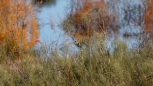 Picus sharpei - Pic de Sharpe - Iberian Green Woodpecker (ang) - Pito real (sp)