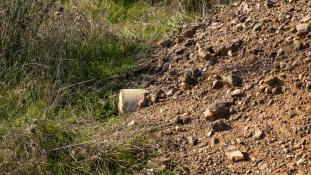 Oryctolagus cuniculus - Lapin de garenne - Lapin commun - European rabbit (ang) - Conejo europeo (sp)