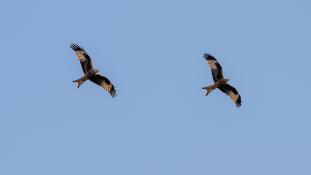 Milvus milvus - Milan royal - Red Kite (ang) - Milano Real (sp)