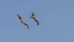 Milvus milvus - Milan royal - Red Kite (ang) - Milano Real (sp)