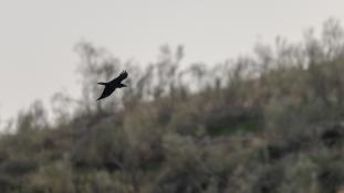 Corvus corax - Grand corbeau - Northern Raven (ang) - Cuervo grande (sp)