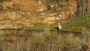 Ardea cinerea - Héron cendré - Grey Heron (ang) - Garça-real (sp)