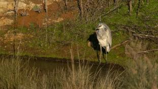 Ardea cinerea - Héron cendré - Grey Heron (ang) - Garça-real (sp)