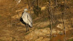 Ardea cinerea - Héron cendré - Grey Heron (ang) - Garça-real (sp)