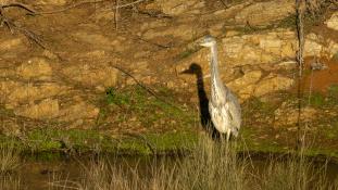 Ardea cinerea - Héron cendré - Grey Heron (ang) - Garça-real (sp)