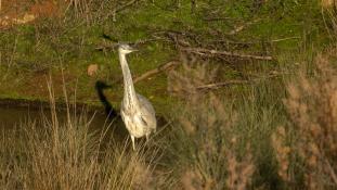 Ardea cinerea - Héron cendré - Grey Heron (ang) - Garça-real (sp)