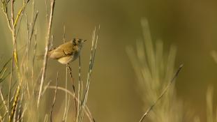 ND-Phylloscopus collybita