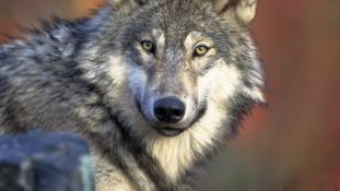 "Canis lupus laying" by Gary Kramer - This image originates from the National Digital Library of the United States Fish and Wildlife Serviceat this page This tag does not indicate the copyright status of the attached work. A normal copyright tag is still 