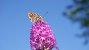 Orchidée et papillon