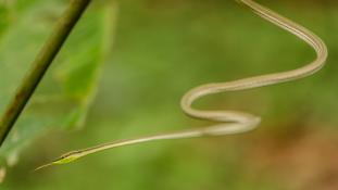 Philodryas argentea (Liane à gorge verte)