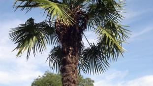 Les palmiers, des plantes à records !