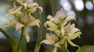 Prosthechea fragrans