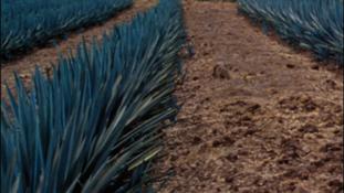 L'agave, une plante multi-usage