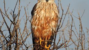 busard des roseaux se reposant dans un arbre