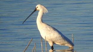 Spoonbill