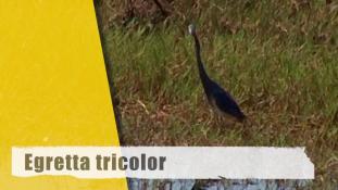 Egretta tricolor