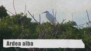 Ardea alba