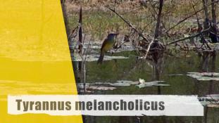 ND-Tyrannus melancholicus