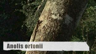 Anolis (Norops) ortonii