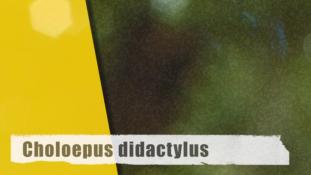 ND-Choloepus didactylus