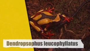 Dendropsophus leucophyllatus