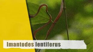 Imantodes lentiferus