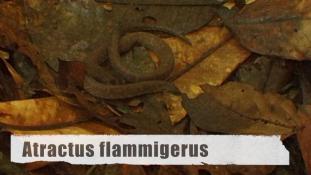Atractus flammigerus