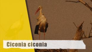 Ciconia ciconia