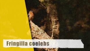 Fringilla coelebs