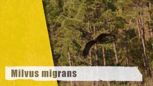 Milvus migrans