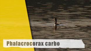 Phalacrocorax carbo