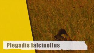 Plegadis falcinellus