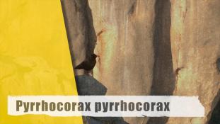 Pyrrhocorax pyrrhocorax