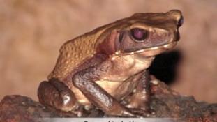 Reptiles et Amphibiens de Guyane