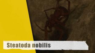Steatoda nobilis - 2/3