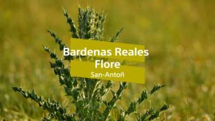 Bardenas Reales-6/10 Flore