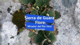 2018-Mirador del Rio Vero-Flore