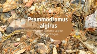 Psammodromus algirus