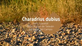 Charadrius dubius