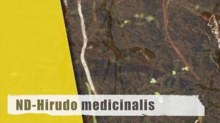 Hirudo medicinalis
